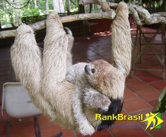Animal com menor cérebro do Brasil