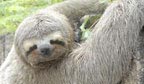 Animal com menor cérebro do Brasil