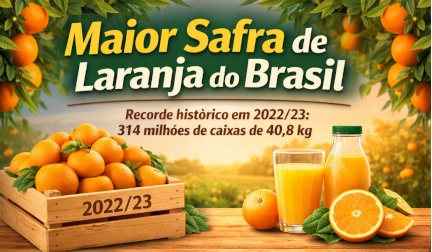 Maior safra de laranja da história do Brasil