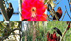 País com maior biodiversidade do mundo