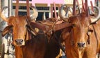 Desfile de carros de boi