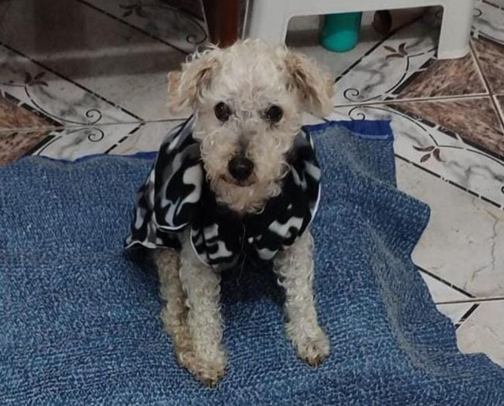 Cão mais longevo do Brasil
