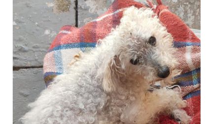 Cão mais longevo do Brasil